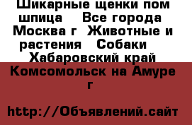 Шикарные щенки пом шпица  - Все города, Москва г. Животные и растения » Собаки   . Хабаровский край,Комсомольск-на-Амуре г.